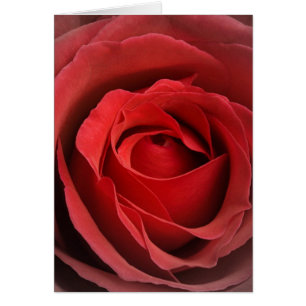 Love Roos Card