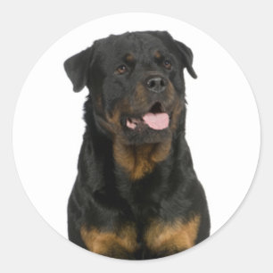 Love Rottweiler Puppy Dog Sticker / Seal