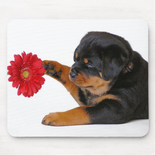Love Rottweiler Puppy Dog with Red Gerbera Daisy Muismat