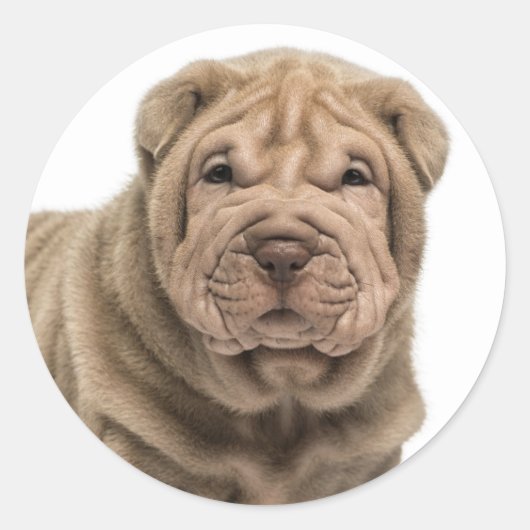 Love Shar Pei Dog Sticker / zeehonden (Voorkant)