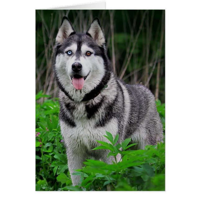 Love Siberian Husky Puppy Dog - Blank (Voorkant)