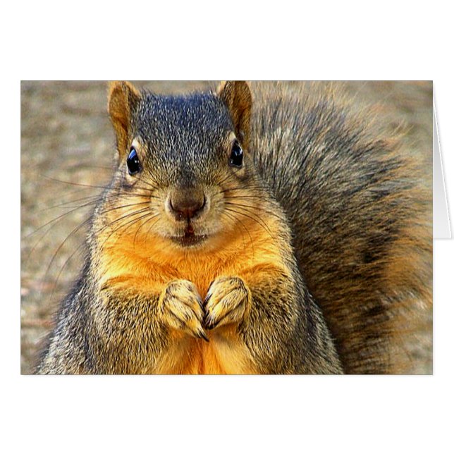 Love Squirrel_ (Voorkant Horizontaal)