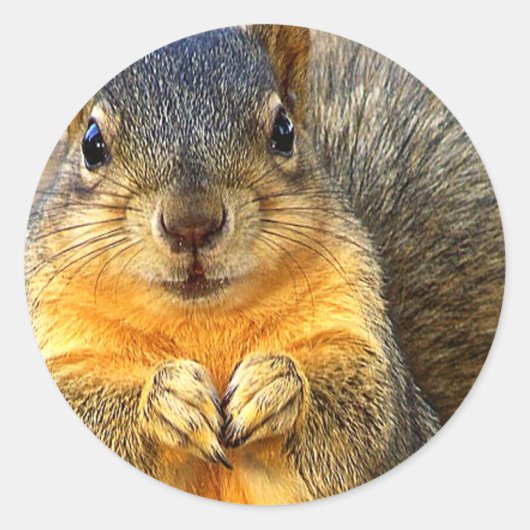 Love Squirrel_ Ronde Sticker (Voorkant)