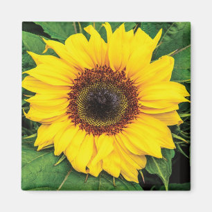 Love Sunflower Magnet