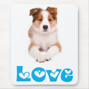 Love Tan & Witte Border Collie Puppy Honden Muisma Muismat