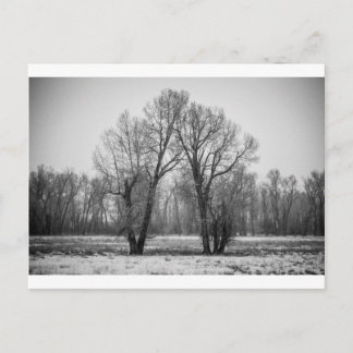 Love Trees Briefkaart