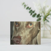 Love Weimeraner Briefkaart (Staand voorkant)