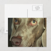 Love Weimeraner Briefkaart (Voorkant / Achterkant)