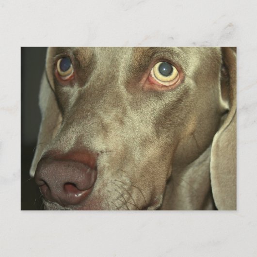 Love Weimeraner Briefkaart (Voorkant)