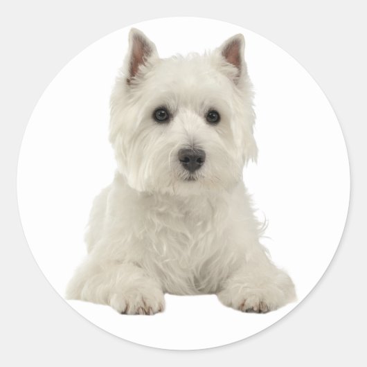 Love West Highland Terrier White Puppy Dog Ronde Sticker (Voorkant)