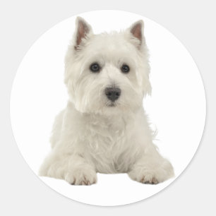 Love West Highland Terrier White Puppy Dog Ronde Sticker