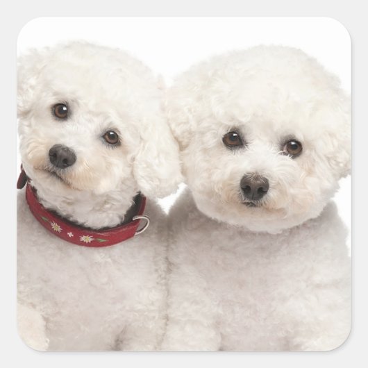 Love White Bichon Frise Puppy Dog Stickers (Voorkant)