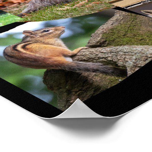 Love Wildlife Cute Animals Poster (Hoek)