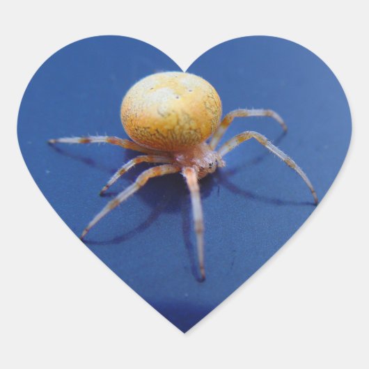 Love Wildlife Stickers - Oranje Orb Spinner Spider (Voorkant)