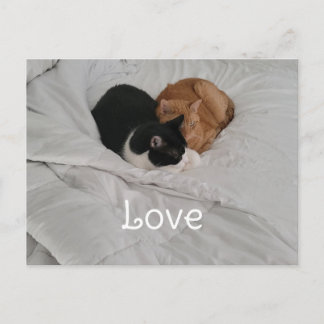 Love with Cat Heart Postcard Feestdagenkaart