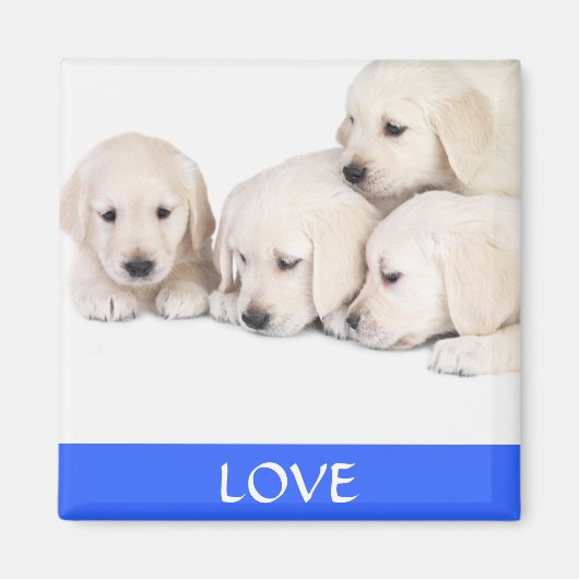 Love Yellow Labrador Retreiver Puppies Magnet (Voorkant)