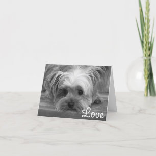 Love Yorkshire Terrier Puppy Dog Blank Card Kaart