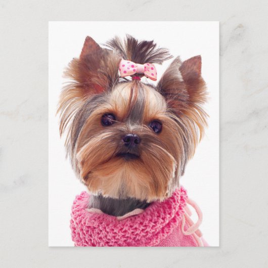 Love Yorkshire Terrier Puppy Dog Blank Post Card Briefkaart (Voorkant)