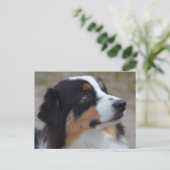 Loveable Australian Shepherd Briefkaart (Staand voorkant)