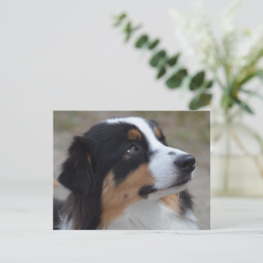Loveable Australian Shepherd Briefkaart (Staand voorkant)