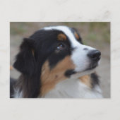 Loveable Australian Shepherd Briefkaart (Voorkant)