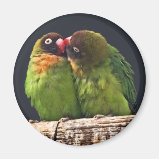 Lovebird Kus Magner Magneet (Voorkant)