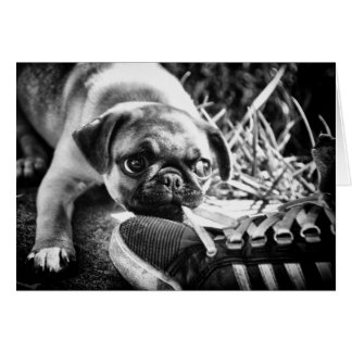 Lovely afspelen Mops