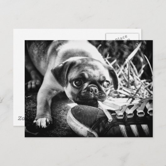 Lovely afspelen Mops Briefkaart (Voorkant / Achterkant)