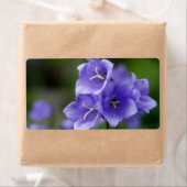 Lovely Bellflower Campanula Etiket (Insitu)