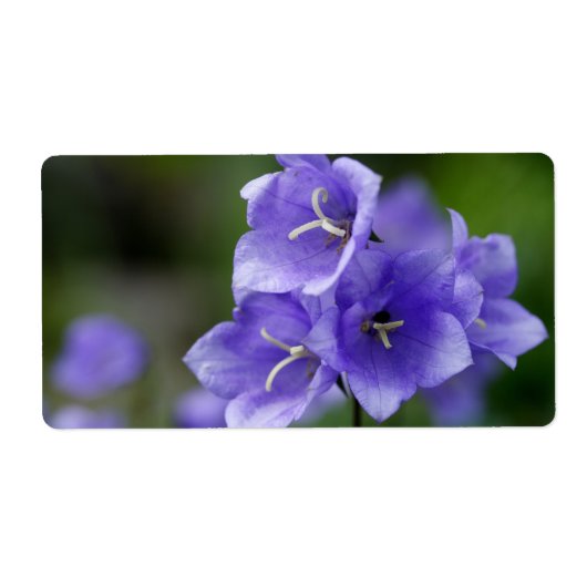 Lovely Bellflower Campanula Etiket (Voorkant)