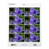 Lovely Bellflower Campanula Etiket (Full Sheet)