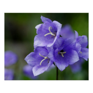 Lovely Bellflower Campanula Perfect Poster