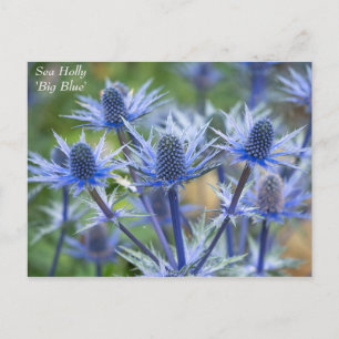 Lovely Blue Zee Holly Floral Briefkaart