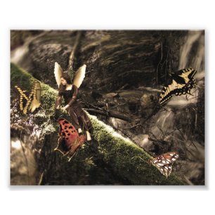 Lovely Butterfly Natuur Fairy Foto Afdruk