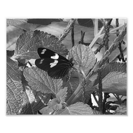 Lovely Butterfly on Leaf in Black and White Foto Afdruk (Voorkant)