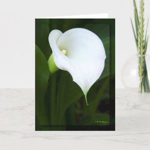 Lovely calla lily kaart