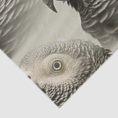 Lovely Congo African Grey Parrot Tissuepapier (Detail)
