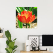 Lovely Coral Tulip Poster (Thuiskantoor)