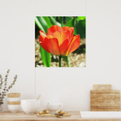 Lovely Coral Tulip Poster (Keuken)