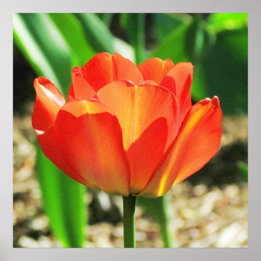 Lovely Coral Tulip Poster (Voorkant)