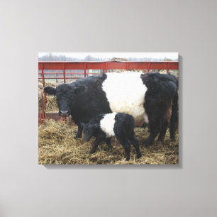 Lovely Cute Beltie Koe en Calf - Belted Galloways Canvas Afdruk