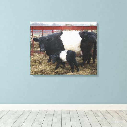 Lovely Cute Beltie Koe en Calf - Belted Galloways Canvas Afdruk (Insitu (Houten vloer))
