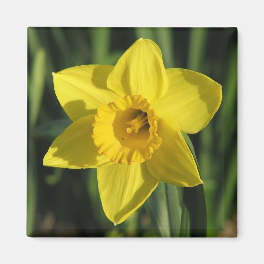 Lovely Daffodil Magneet (Voorkant)