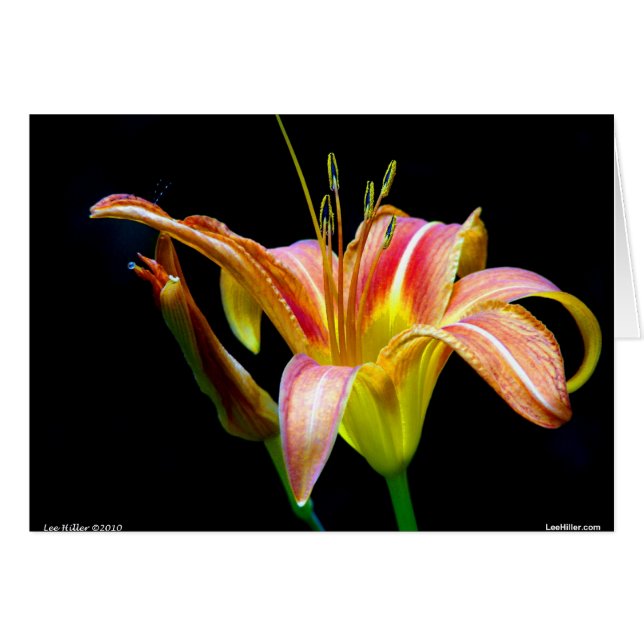 Lovely Daylily II Apparel en Gifts (Voorkant Horizontaal)