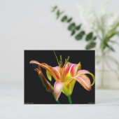 Lovely Daylily II Apparel en Gifts Briefkaart (Staand voorkant)