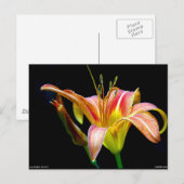 Lovely Daylily II Apparel en Gifts Briefkaart (Voorkant / Achterkant)