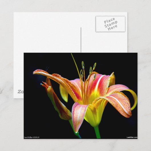 Lovely Daylily II Apparel en Gifts Briefkaart (Voorkant / Achterkant)