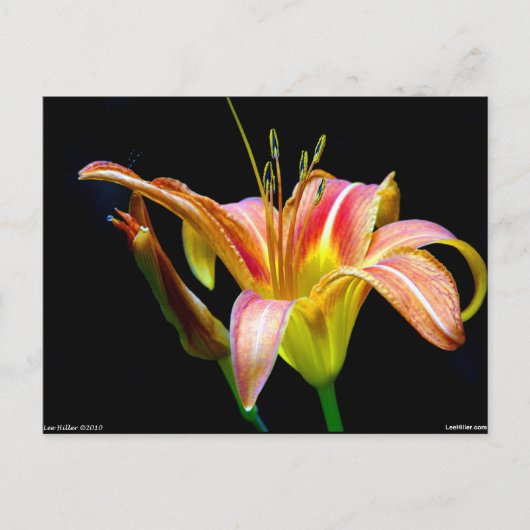 Lovely Daylily II Apparel en Gifts Briefkaart (Voorkant)
