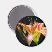 Lovely Daylily II Apparel en Gifts Magneet (Voorkant / Achterkant)