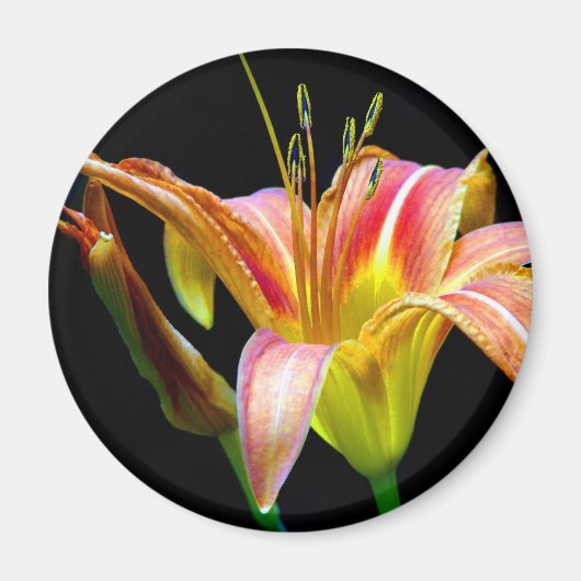Lovely Daylily II Apparel en Gifts Magneet (Voorkant)